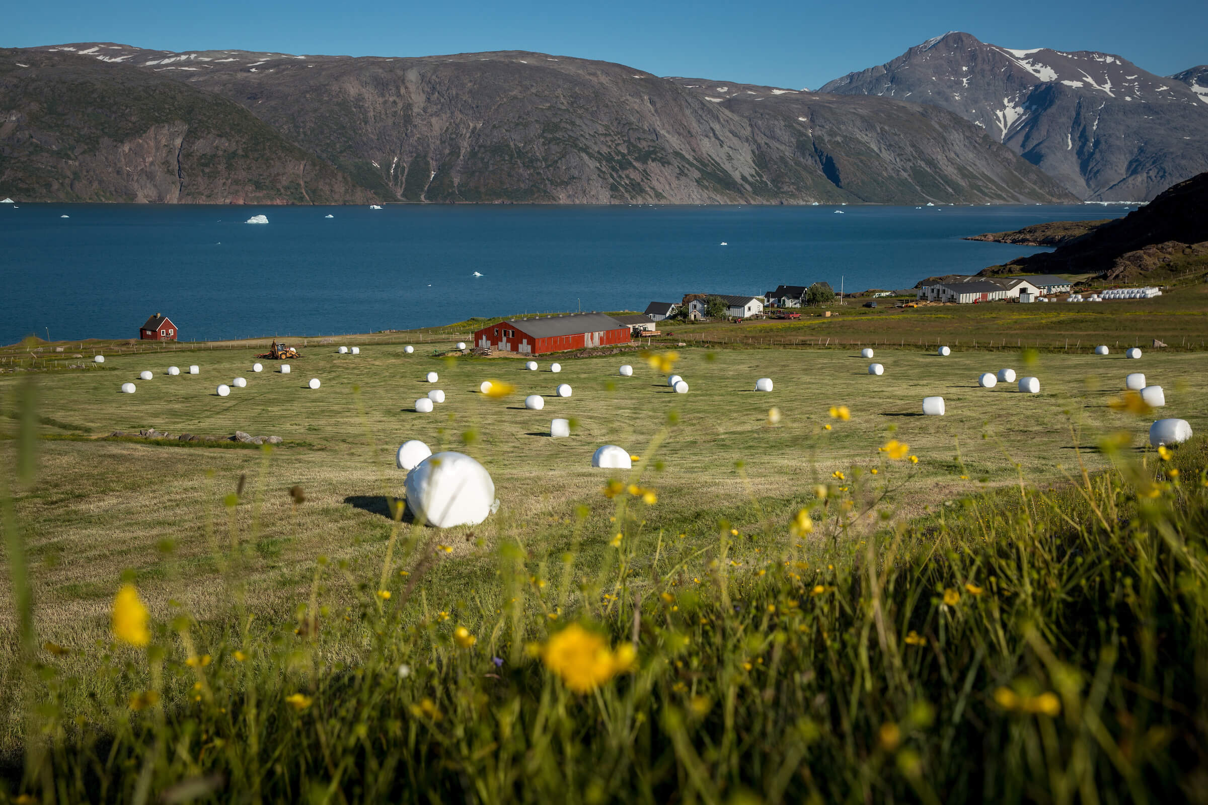 A newly harvested grass field in the sheep farming community Qassiarsuk in South Greenland