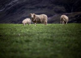 Sheep in a field near Igaliku in South Greenland. Photo by Mads Pihl