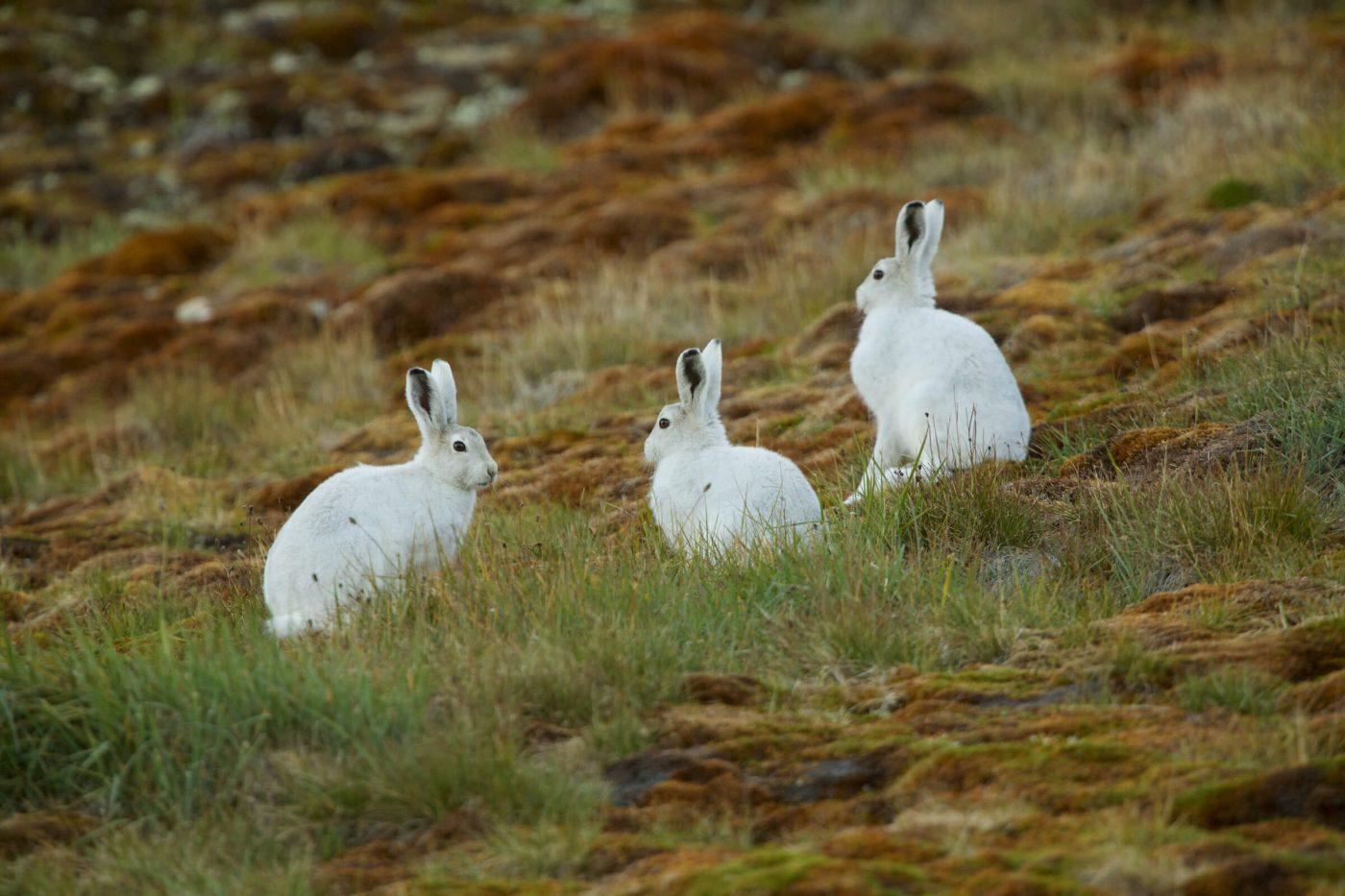 Three mountain hares in North Greenland