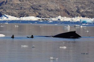 Divers swimming with a whale. Photo by Arctic Dream, Visit Greenland