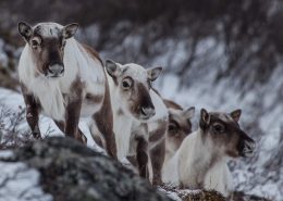 Reindeer in winter colors in Greenland